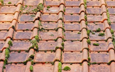 How Does Moss Affect Your Roof Tiles?