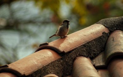 Our Spring Cleaning Roof Checklist