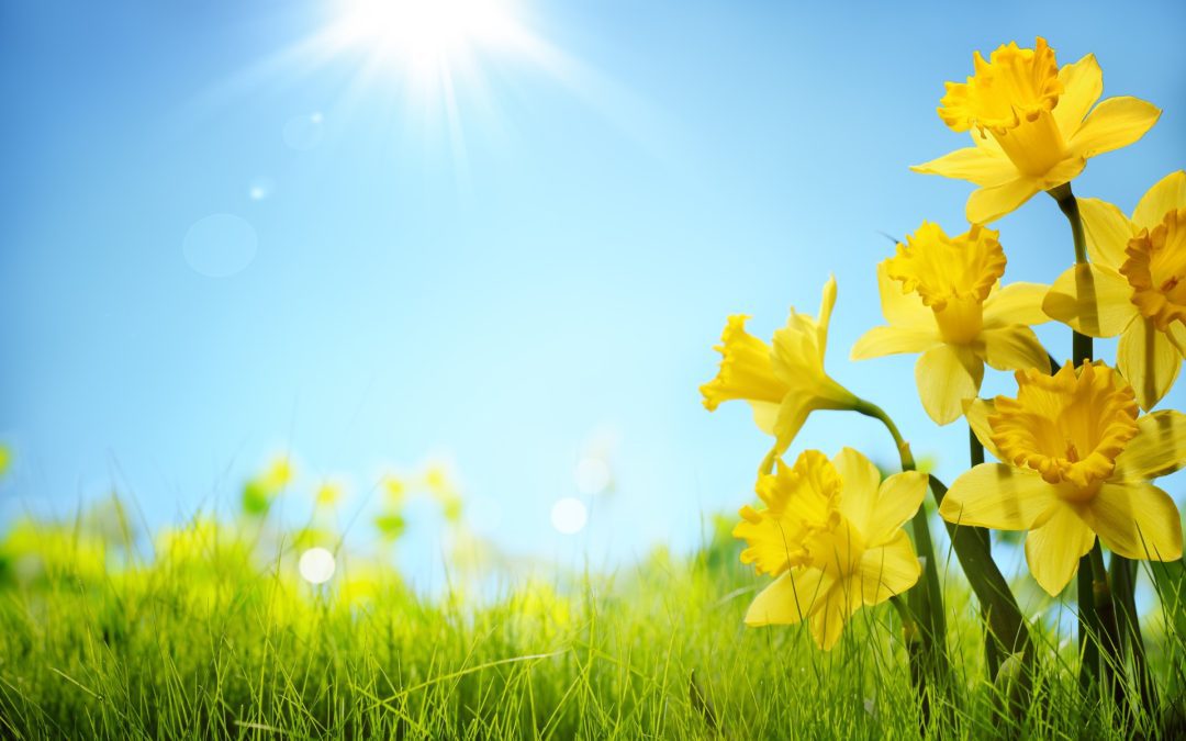 Spring Roofing Checklist: What to Look for as the Seasons Change